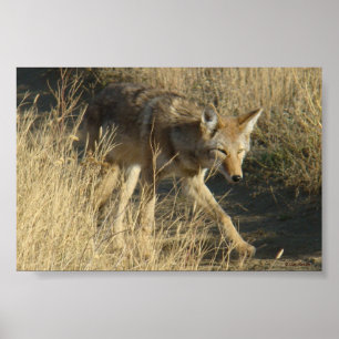 Poster Passeio do chacal R14