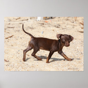 Pôster Passeio do filhote de cachorro da chihuahua