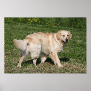 Pôster Passeio do golden retriever
