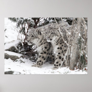 Poster Passeio dos irmãos do leopardo de neve