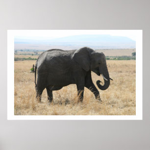 Pôster passeio elefante