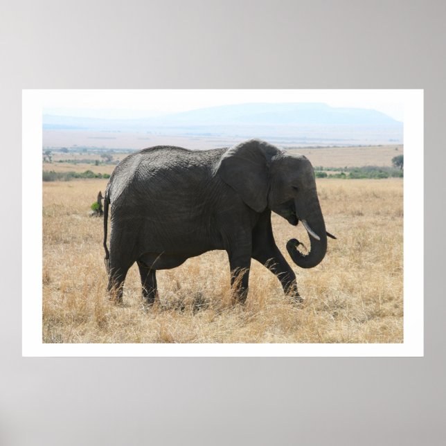 Pôster passeio elefante (Frente)