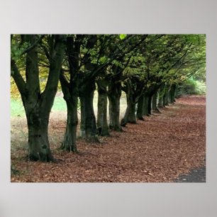 Poster Passeio nos bosques