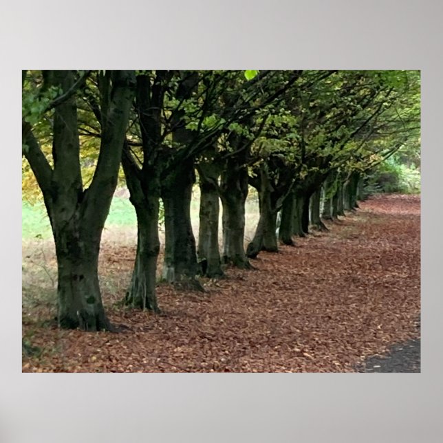 Poster Passeio nos bosques  (Frente)