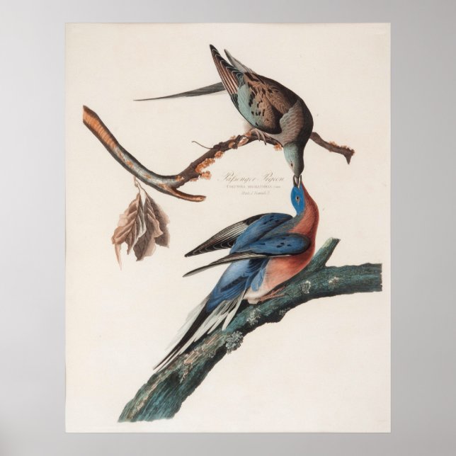 Pôster Passenger Pigeon (1838) John J. Audubon (Frente)