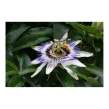 Poster Passiflora 1