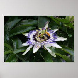 Poster Passiflora 1