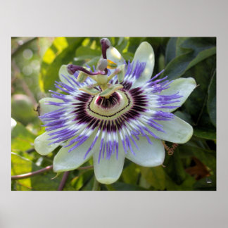 Pôster Passiflora edulis forma flavicarpa (Flor de Passão