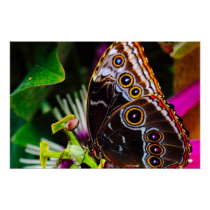 Pôster Passiflora VIOLACEA e uma borboleta amorfa azul