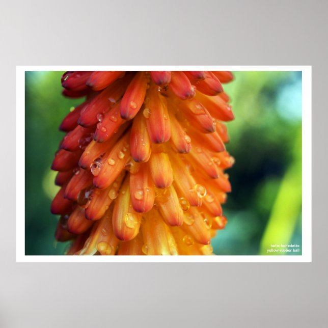 Pôster Passion, Creativity, Fire- a bold flower in spring (Frente)