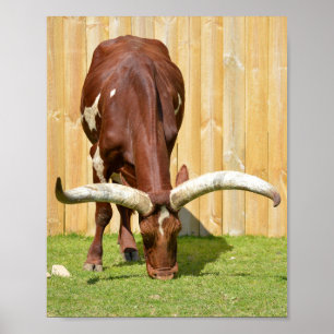 Poster Pastagem Ankole-Watusi