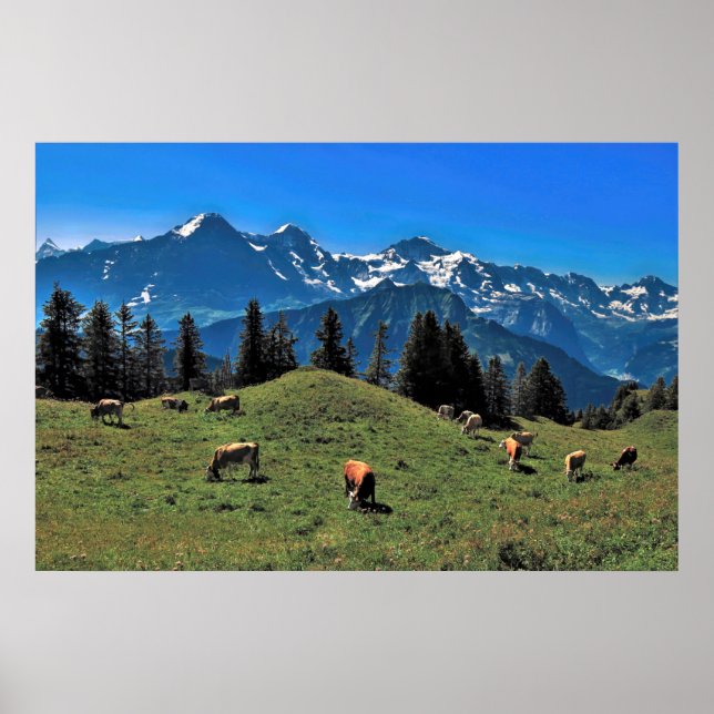 Poster Pastagens de Vaca nos Alpes (Frente)
