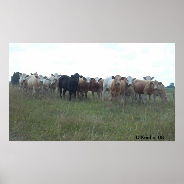 Poster Pastando bois (Frente)