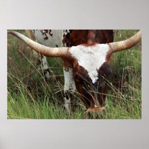Poster Pastando Longhorn