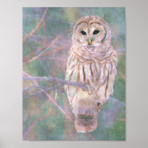 Poster Pastel Oilpainting da coruja barrada