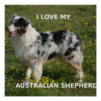 pastor australiano azul merle love w pic