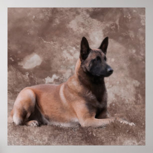 Poster Pastor belga de Malinois - Mechelaar