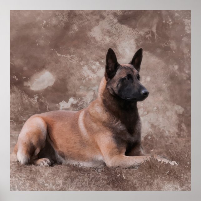 Poster Pastor belga Malinois - Mecelaar (Frente)