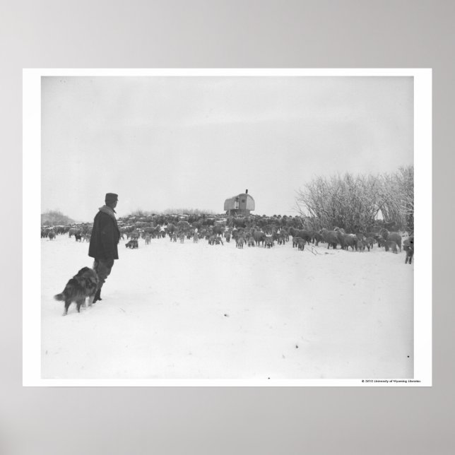 Poster Pastor e cão no campo de ovelhas (Frente)