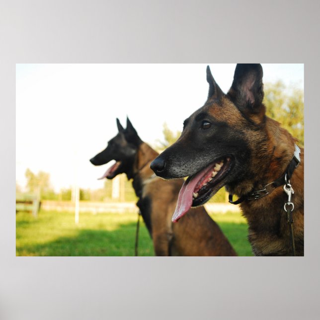 Pôster pastor malinois belga (Frente)