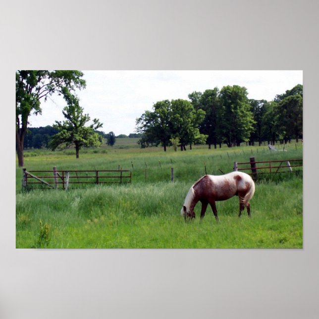 Pôster pasture (Frente)