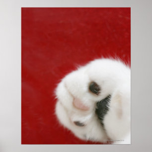 Pôster Pata de gato