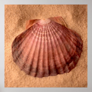 Poster Pata dos leões