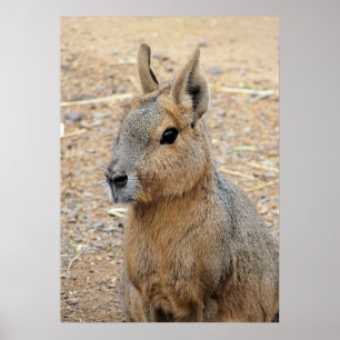POSTER PATAGONIAN MARA