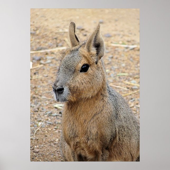 POSTER PATAGONIAN MARA (Frente)