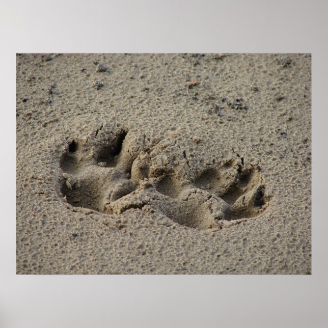Poster Patas da Esperança nas Pegadas da Areia Gloss Canv (Frente)