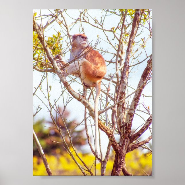 Poster Patas está em cima de uma árvore (Frente)