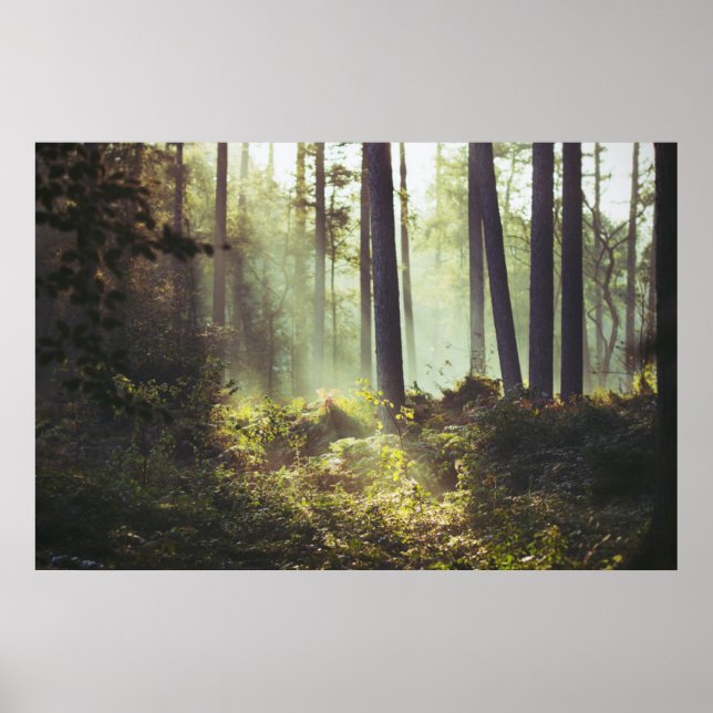 Poster Patch de Underbrush na Floresta (Frente)