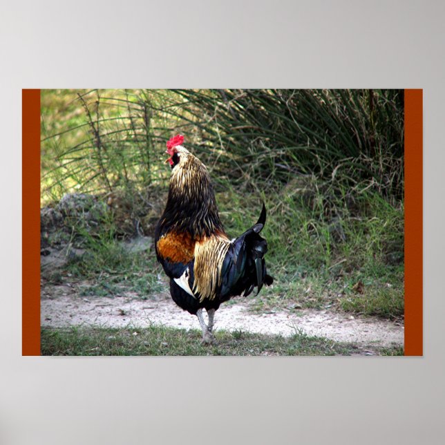 POSTER PATCH TRABALHO ROOSTER! (Frente)