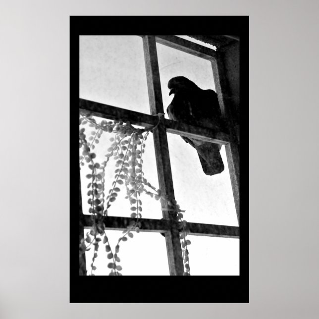 Poster Patient Pigeon (Frente)