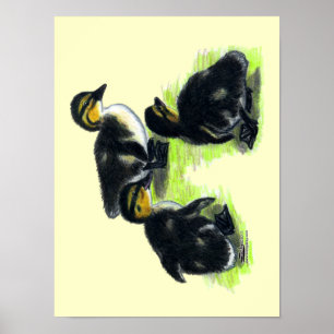 Poster Patinhos do pato selvagem