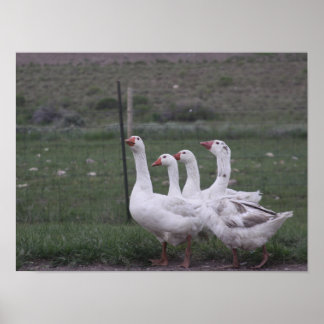 Poster Pato