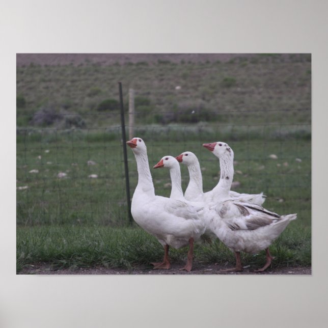 Poster Pato (Frente)