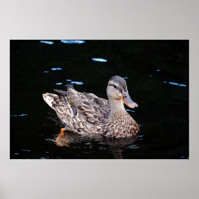 Poster Pato (Frente)
