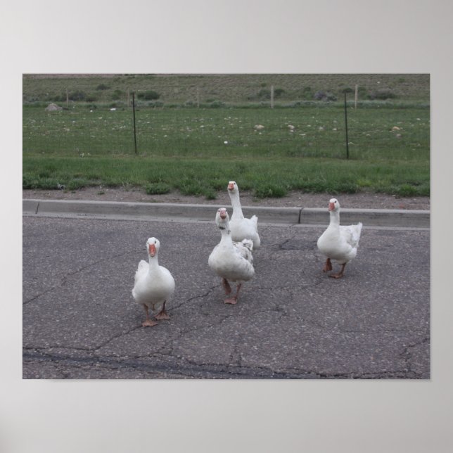 Poster Pato (Frente)