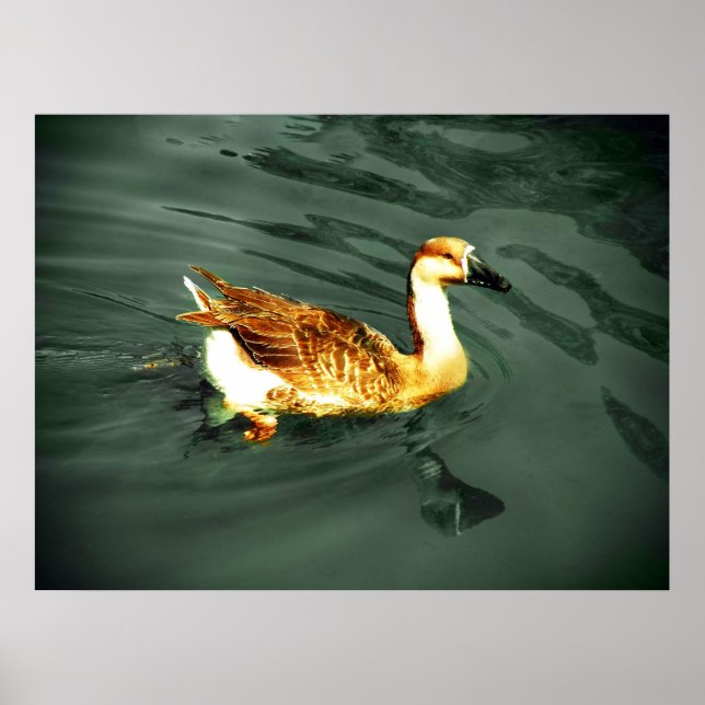 Poster Pato (Frente)