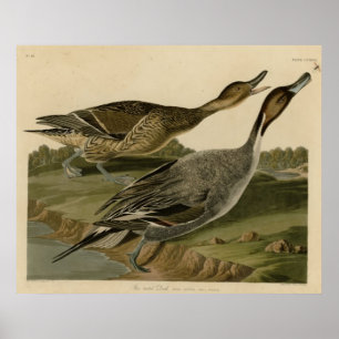 Pôster Pato atado Pin