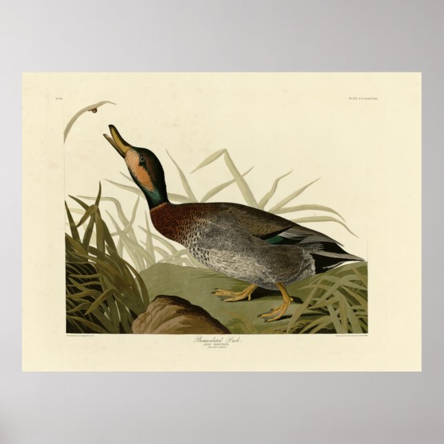 Poster Pato bemaculado (de cerveja), Pássaros de Audubon  (Frente)
