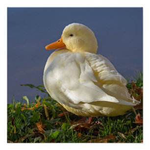 Pôster Pato Branco