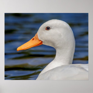 Poster Pato Branco Mallard