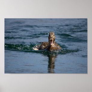 Poster Pato com bico aberto