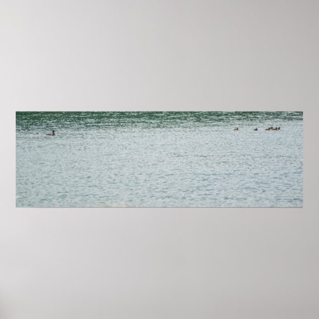 Poster Pato com pescoço de anéis (Frente)