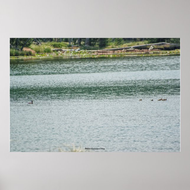 Poster Pato com pescoço de anéis (Frente)