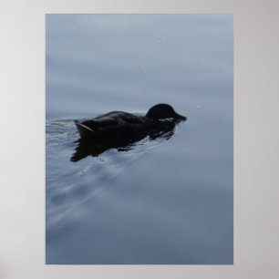 Poster Pato da natação no lago
