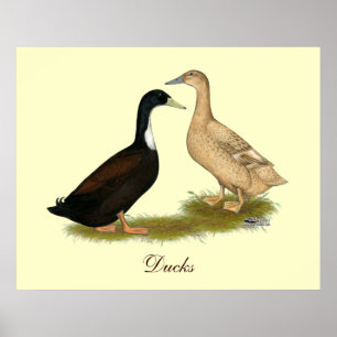 Poster Pato de afinação híbrido