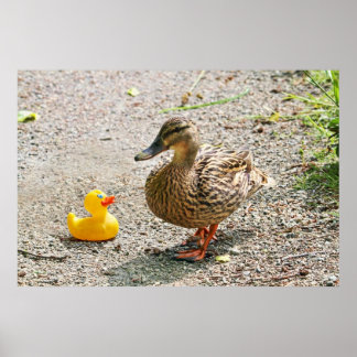 Pôster Pato de borracha e Pato-mãe